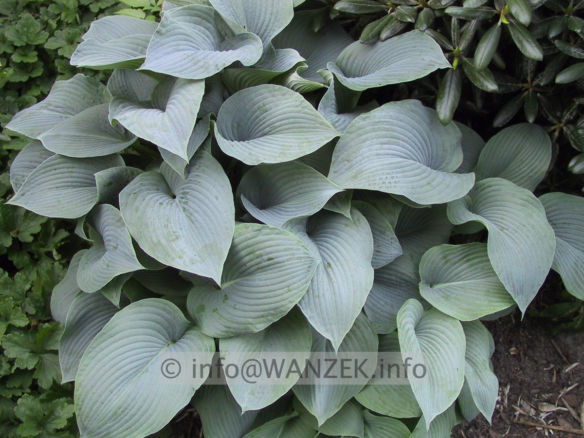 Hosta tokudama Perle 03.JPG